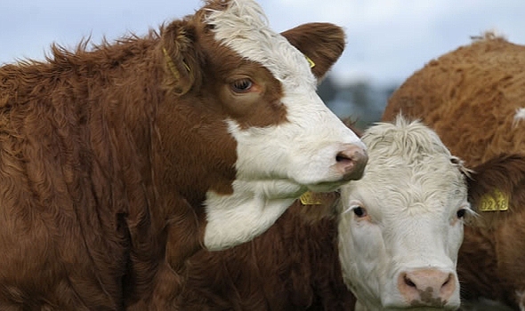 Kurbanla İlgili Fıkhî Bilgiler