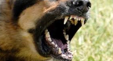 Küçükçekmece'de Tasmasız Köpek Saldırısı: Aile Adalet Arıyor
